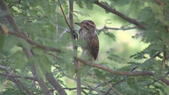 Nubian Woodpecker - ML201710211