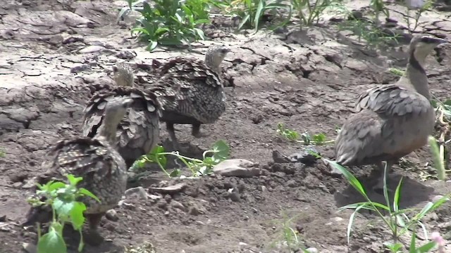 Рябок жовтогорлий - ML201710221