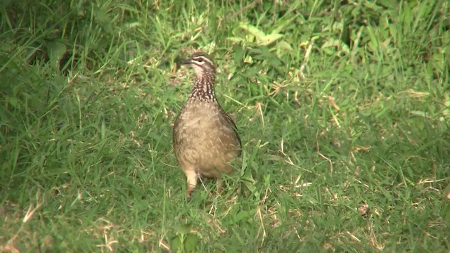 Crested Francolin (Crested) - ML201710231