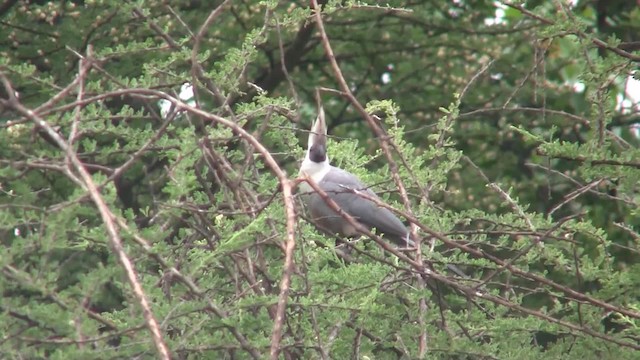 Bare-faced Go-away-bird (Brown-faced) - ML201710241