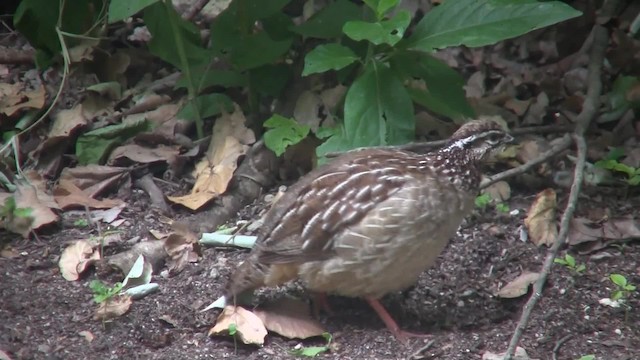 Crested Francolin (Crested) - ML201710251