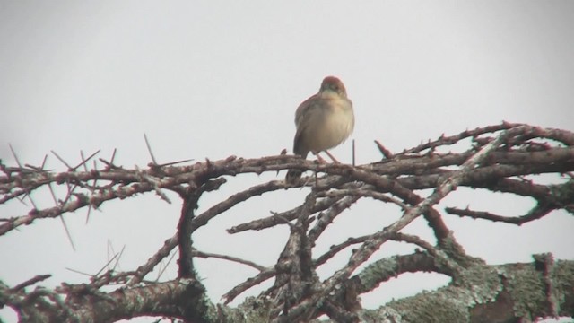 Rattling Cisticola - ML201710261