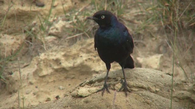 Rüppell's Starling - ML201710271