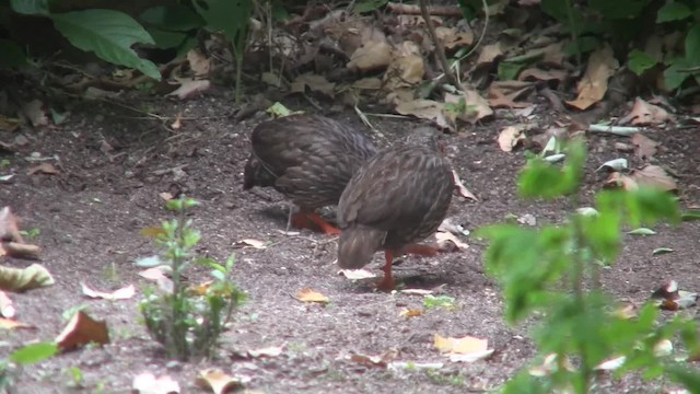 Scaly Spurfowl - ML201710281