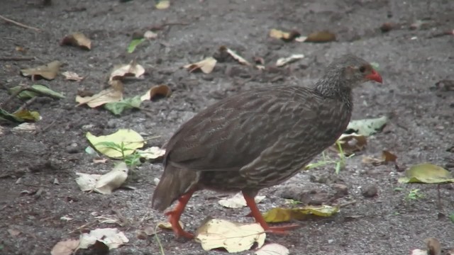 Scaly Spurfowl - ML201710291