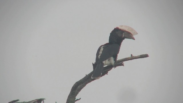 Silvery-cheeked Hornbill - ML201710301