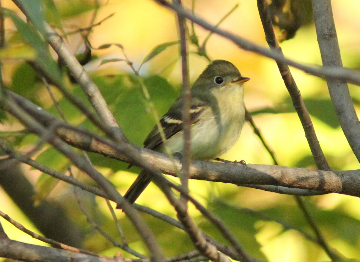Yellow-bellied Flycatcher - ML20171031