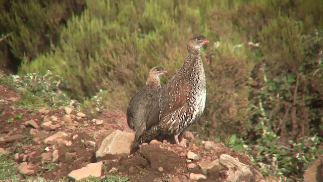 Francolin à cou roux (castaneicollis) - ML201710381