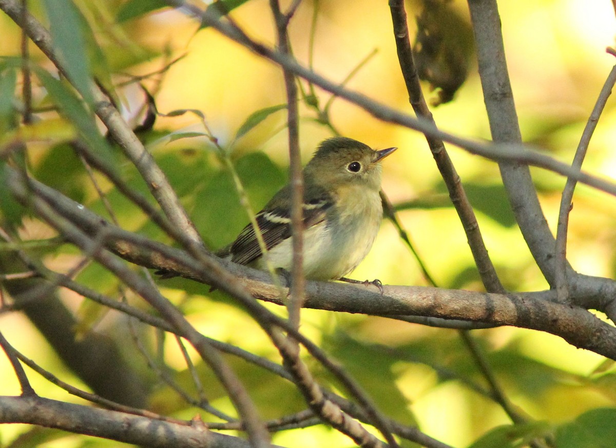 Yellow-bellied Flycatcher - ML20171041