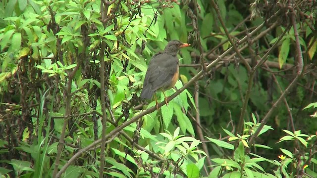 Abyssinian Thrush (Abyssinian) - ML201710421