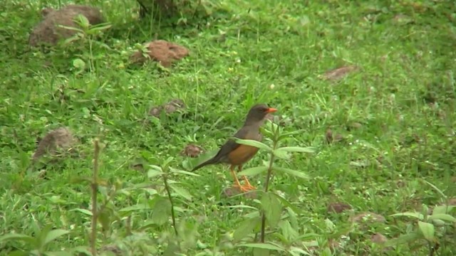 Эфиопский дрозд [группа abyssinicus] - ML201710431