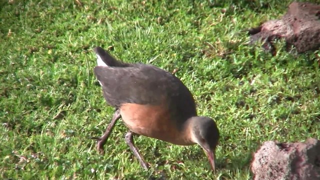 Rouget's Rail - ML201710441