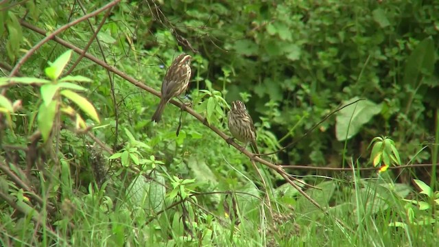 Streaky Seedeater - ML201710471