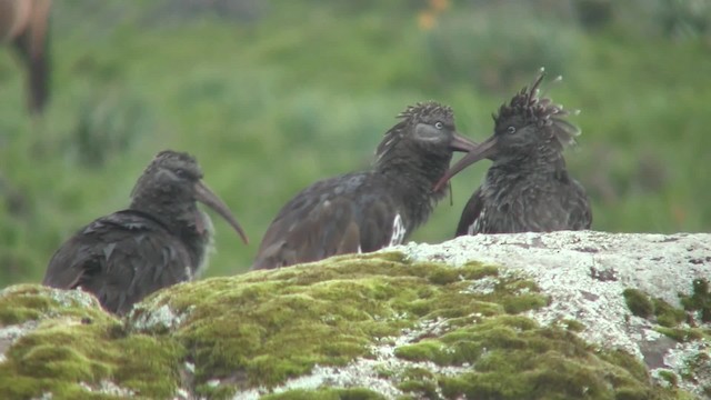 Wattled Ibis - ML201710481