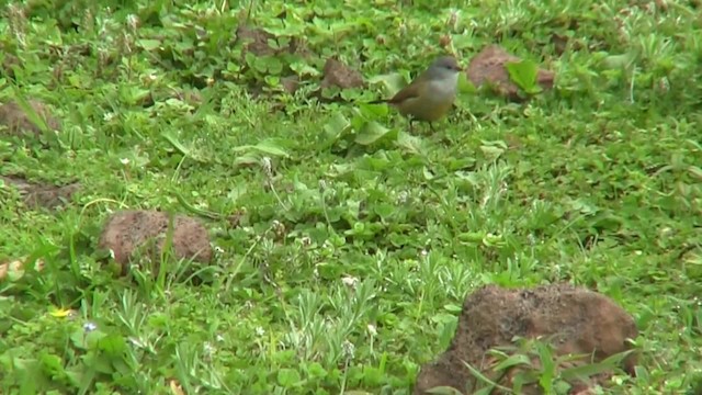 Yellow-bellied Waxbill - ML201710491