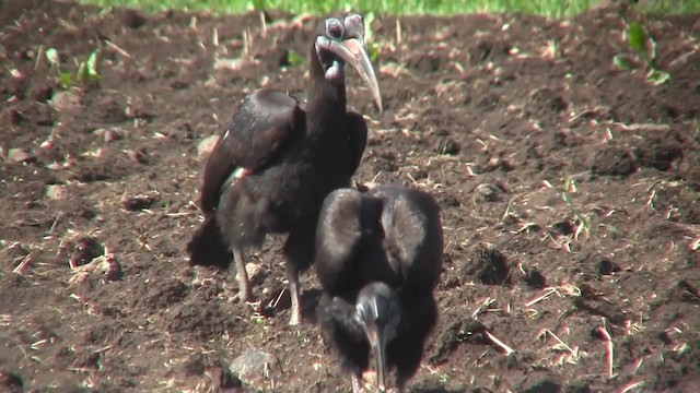 Abyssinian Ground-Hornbill - ML201710501