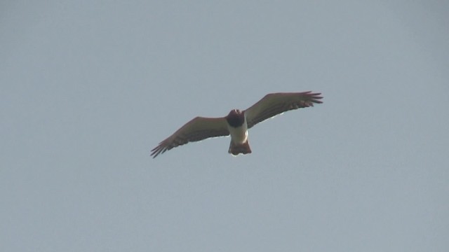 Schwarzbrust-Schlangenadler - ML201710521