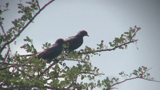 Bristle-crowned Starling - ML201710541