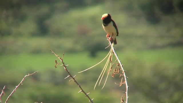 Straw-tailed Whydah - ML201710581