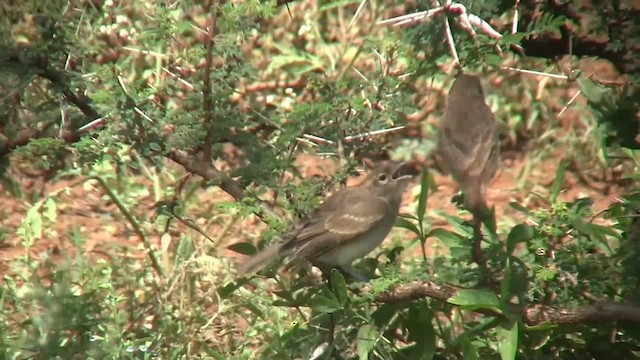 Yellow-spotted Bush Sparrow - ML201710601