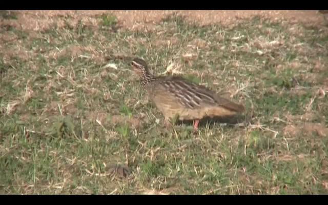 Crested Francolin (Crested) - ML201710611