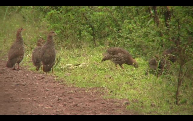 frankolín rezavokrký (ssp. castaneicollis) - ML201710641