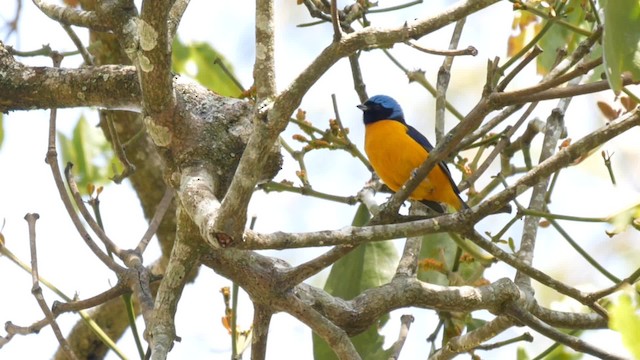 Golden-rumped Euphonia - ML201710651