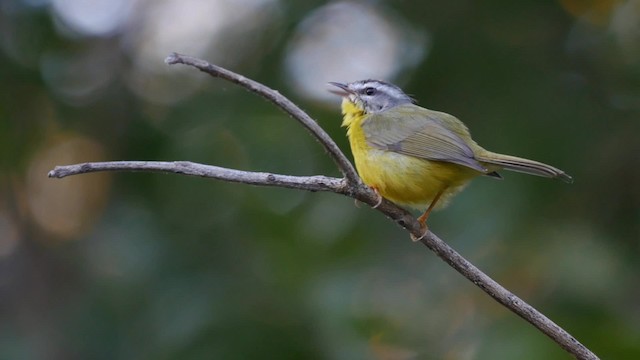 Paruline à couronne dorée (groupe auricapilla) - ML201710721