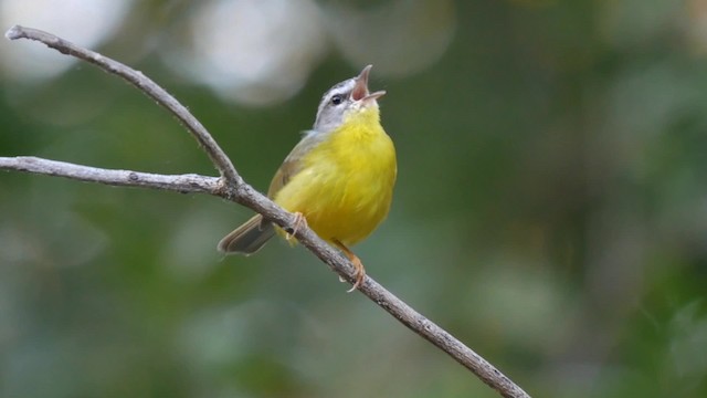 Reinita Coronidorada (grupo auricapillus) - ML201710731