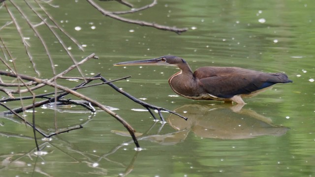 Agami Heron - ML201710761