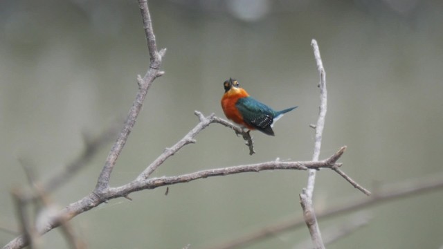 American Pygmy Kingfisher - ML201710771