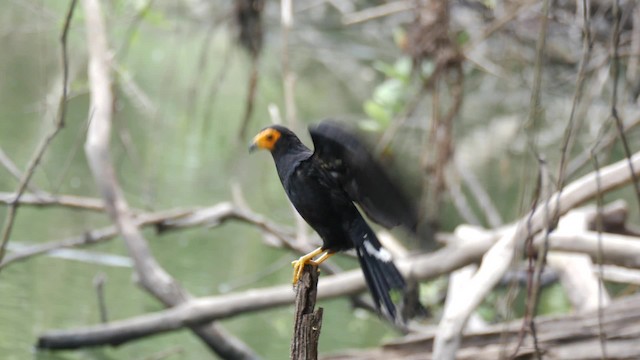 Black Caracara - ML201710781