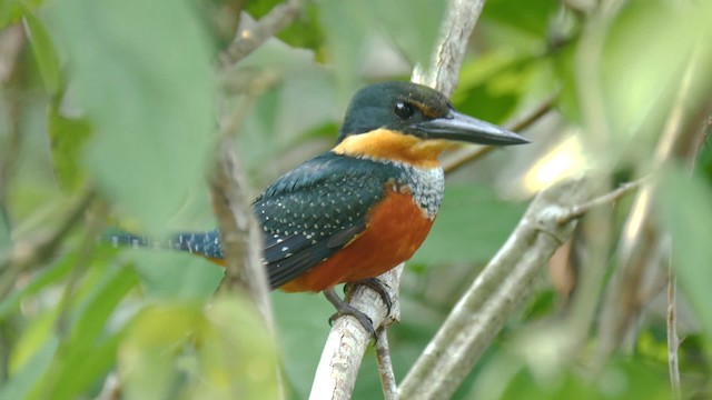 Green-and-rufous Kingfisher - ML201710791