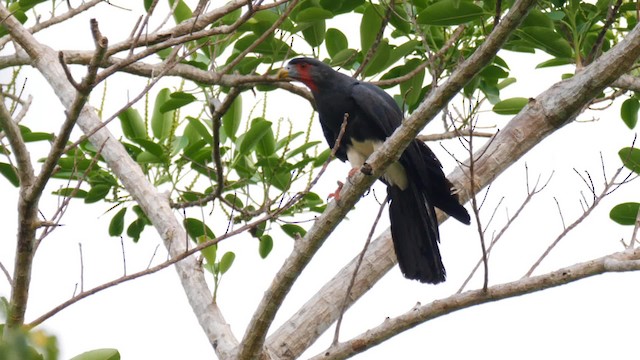 アカノドカラカラ - ML201710801