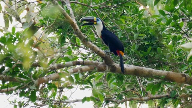 Channel-billed Toucan (Yellow-ridged) - ML201710821