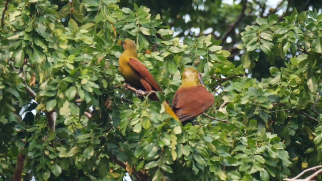 amazonoropendola (yuracares/neivae) - ML201710831