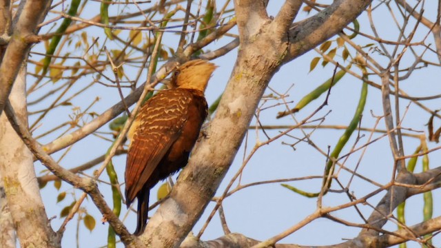 Pale-crested Woodpecker - ML201710861