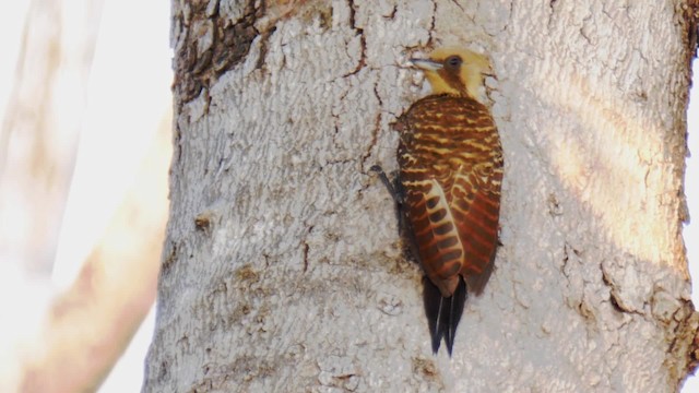 Pale-crested Woodpecker - ML201710871