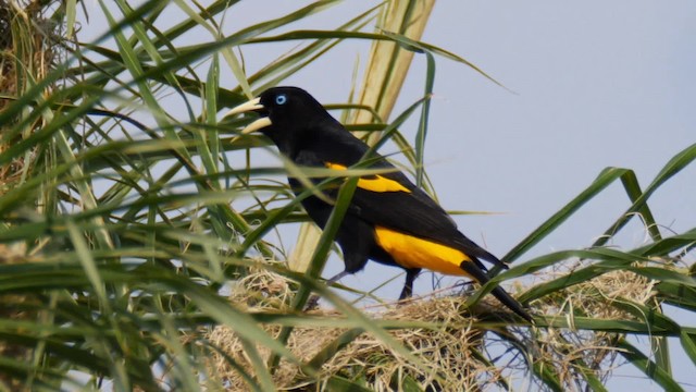 Yellow-rumped Cacique (Amazonian) - ML201710901