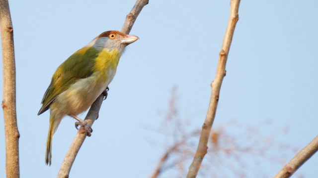 Kızıl Kaşlı Koca Vireo [gujanensis grubu] - ML201710911