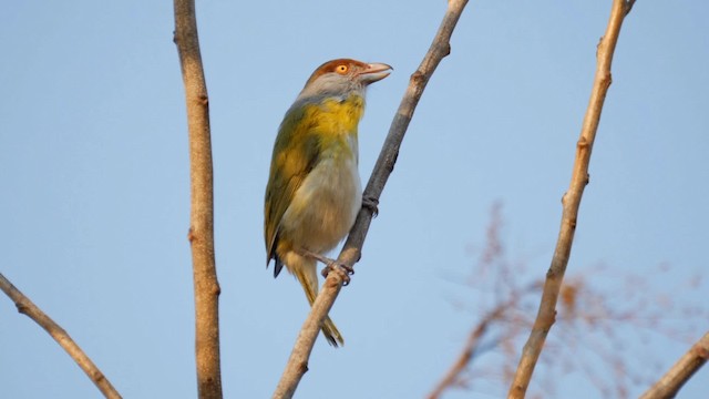 Rostbrauenvireo [gujanensis-Gruppe] - ML201710921