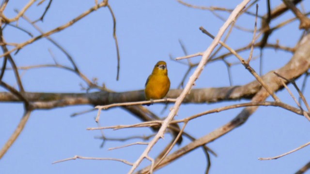 Golden-bellied Euphonia - ML201710941