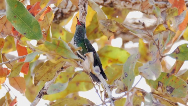 Glittering-throated Emerald - ML201710951