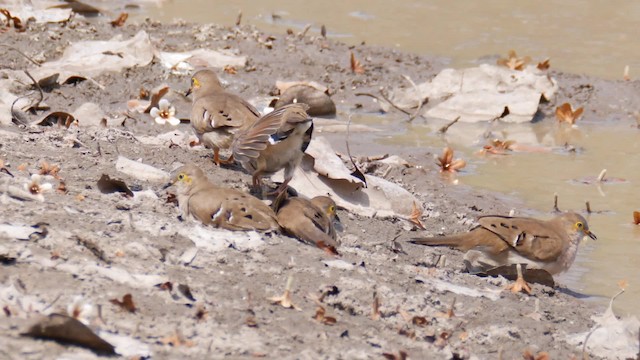 Long-tailed Ground Dove - ML201710961