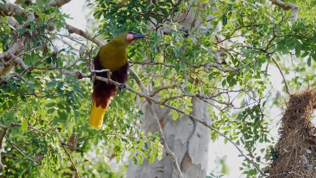 amazonoropendola (yuracares/neivae) - ML201710981