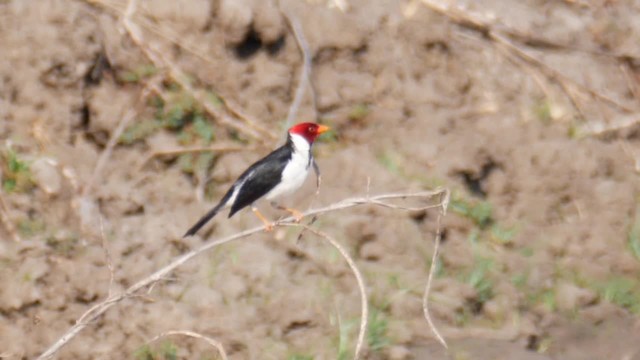 Yellow-billed Cardinal - ML201711011