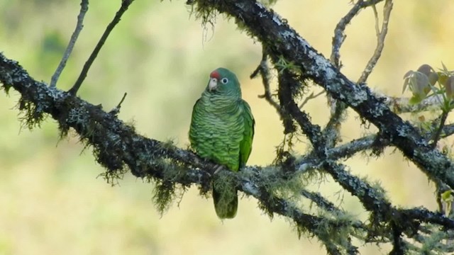 カラカネボウシインコ - ML201711031