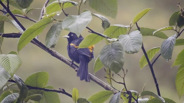 Golden-winged Cacique - ML201711041