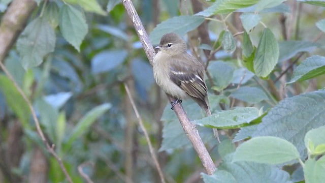 Highland Elaenia - ML201711061