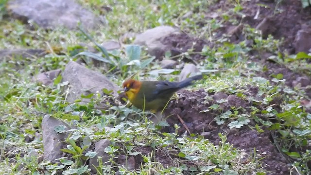 Fulvous-headed Brushfinch - ML201711071